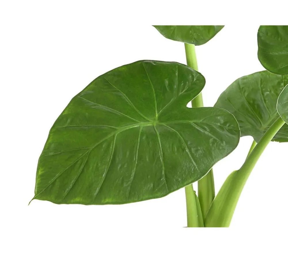 Dehner Pfeilblatt - Alocasia cucullata Grün New