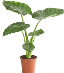 Dehner Pfeilblatt - Alocasia cucullata Grün New