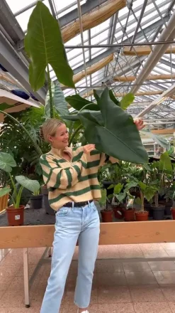 Dehner Pfeilblatt - Alocasia cucullata Grün New