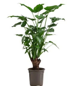 Dehner Calathea & Alocasia|Grünpflanzen - Pfeilblatt - Alocasia cucullata Grün