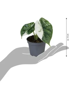 Dehner Raritäten|Calathea & Alocasia - Pfeilblatt - Alocasia 'Dragon Scale' variegata