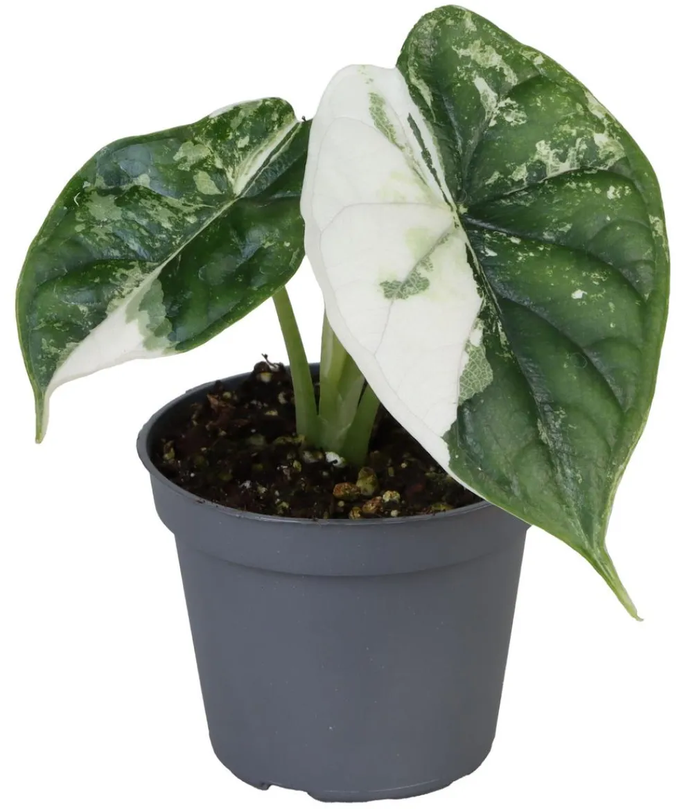 Dehner Raritäten|Calathea & Alocasia - Pfeilblatt - Alocasia 'Dragon Scale' variegata