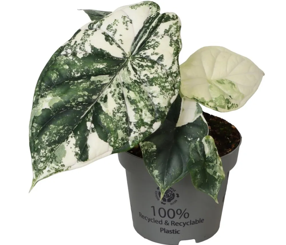 Dehner Raritäten|Calathea & Alocasia - Pfeilblatt - Alocasia 'Dragon Scale' variegata