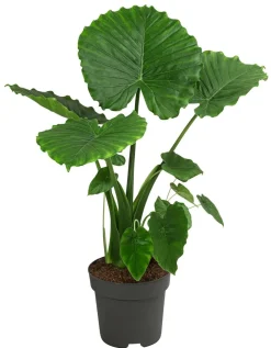 Dehner Pfeilblatt - Alocasia gageana 'California' Dunkelgrün Best