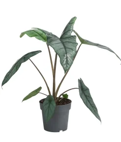 Dehner Raritäten|Grünpflanzen - Pfeilblatt - Alocasia heterophylla 'Dragons Breath'