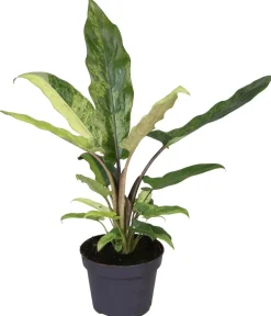 Dehner Raritäten|Calathea & Alocasia > Pfeilblatt - Alocasia lauterbachiana variegata