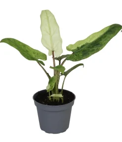 Dehner Pfeilblatt - Alocasia lauterbachiana variegata New