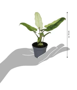 Dehner Pfeilblatt - Alocasia lauterbachiana variegata New