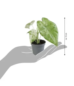 Dehner Pfeilblatt - Alocasia macrorrhiza 'Splash' Sale