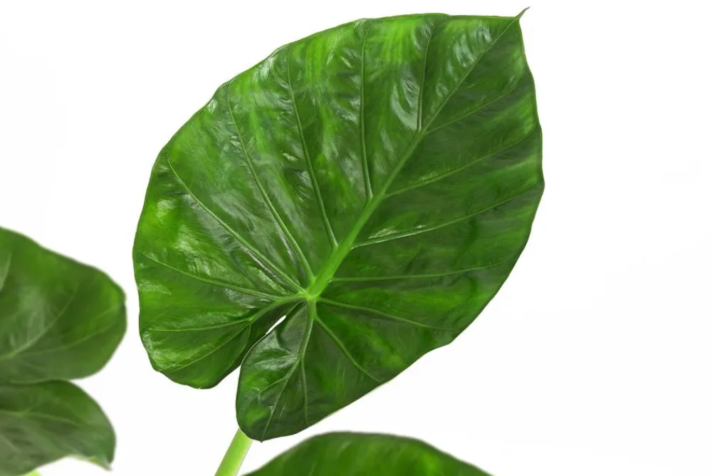 Dehner Pfeilblatt - Alocasia macrorrhiza Grün Clearance