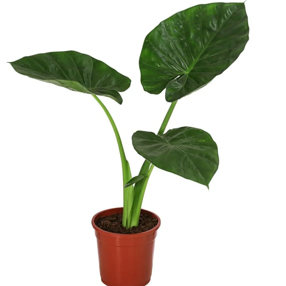 Dehner Pfeilblatt - Alocasia macrorrhiza Grün Clearance