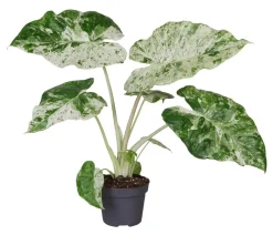 Dehner Raritäten|Calathea & Alocasia - Pfeilblatt - Alocasia macrorrhiza 'Splash'