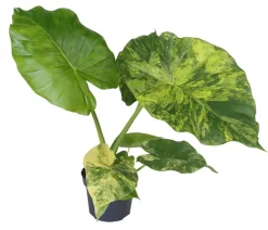 Dehner Raritäten|Calathea & Alocasia - Pfeilblatt - Alocasia macrorrhiza 'Aurea' variegata