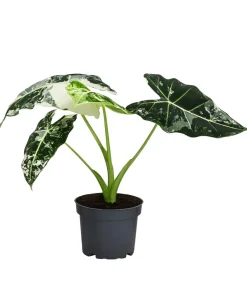 Dehner Raritäten|Calathea & Alocasia > Pfeilblatt - Alocasia micholitziana 'Frydek' variegata, panaschiert