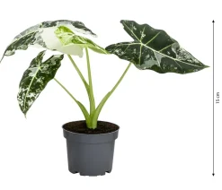 Dehner Raritäten|Calathea & Alocasia > Pfeilblatt - Alocasia micholitziana 'Frydek' variegata, panaschiert