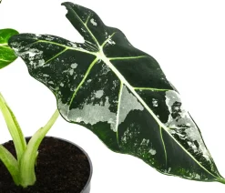 Dehner Raritäten|Calathea & Alocasia > Pfeilblatt - Alocasia micholitziana 'Frydek' variegata, panaschiert