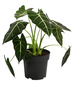 Dehner Raritäten|Grünpflanzen > Pfeilblatt - Alocasia micholitziana 'Frydek'