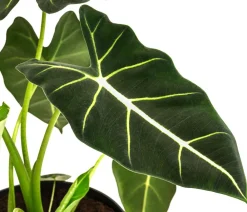 Dehner Raritäten|Grünpflanzen > Pfeilblatt - Alocasia micholitziana 'Frydek'