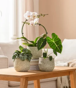 Dehner Pfeilblatt - Alocasia micholitziana 'Frydek' Dunkelgrün New