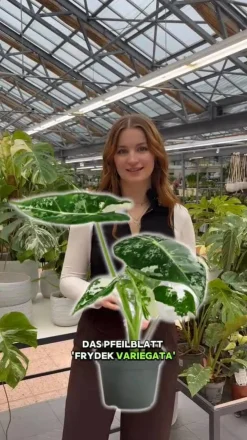 Dehner Raritäten|Calathea & Alocasia - Pfeilblatt - Alocasia micholitziana 'Frydek' variegata, panaschiert
