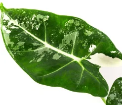 Dehner Raritäten|Calathea & Alocasia - Pfeilblatt - Alocasia micholitziana 'Frydek' variegata, panaschiert