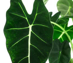 Dehner Raritäten|Grünpflanzen - Pfeilblatt - Alocasia micholitziana 'Frydek' Dunkelgrün