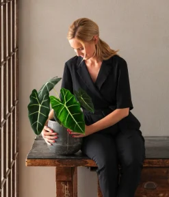 Dehner Raritäten|Grünpflanzen - Pfeilblatt - Alocasia micholitziana 'Frydek' Dunkelgrün