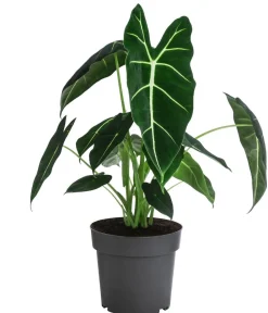 Dehner Raritäten|Grünpflanzen - Pfeilblatt - Alocasia micholitziana 'Frydek' Dunkelgrün