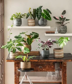 Dehner Raritäten|Grünpflanzen - Pfeilblatt - Alocasia micholitziana 'Frydek' Dunkelgrün