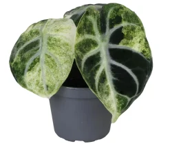 Dehner Raritäten|Calathea & Alocasia - Pfeilblatt - Alocasia 'Ninja' variegata
