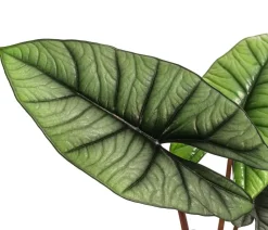 Dehner Raritäten|Calathea & Alocasia > Pfeilblatt - Alocasia 'Platinum'