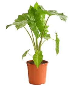 Dehner Calathea & Alocasia|Grünpflanzen > Pfeilblatt - Alocasia portodora