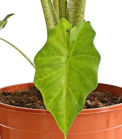 Dehner Calathea & Alocasia|Grünpflanzen > Pfeilblatt - Alocasia portodora