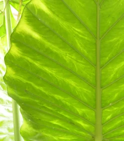 Dehner Calathea & Alocasia|Grünpflanzen > Pfeilblatt - Alocasia portodora
