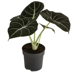 Dehner Calathea & Alocasia|Grünpflanzen > Pfeilblatt - Alocasia reginula 'Black Velvet'
