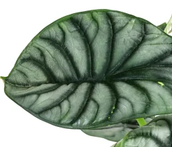 Dehner Pfeilblatt - Alocasia 'Silver Dragon' Sale