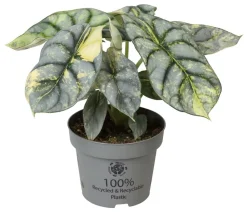 Dehner Pfeilblatt - Alocasia 'Silver Dragon' variegata New
