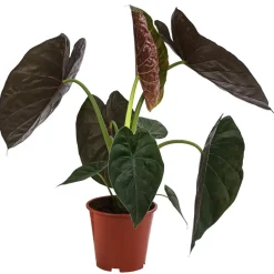 Dehner Pfeilblatt - Alocasia 'Wentii' Grün New