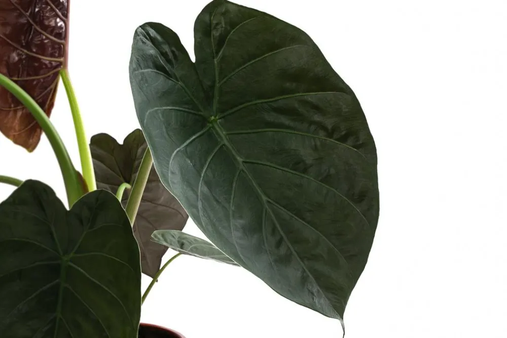Dehner Pfeilblatt - Alocasia 'Wentii' Grün New