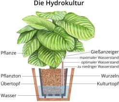 Dehner Pfeilblatt - Alocasia 'Wentii', Hydrokultur Dunkelgrün New