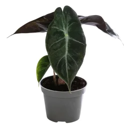 Dehner Pfeilblatt - Alocasia 'Yucatan Princess' Dunkelgrün Hot