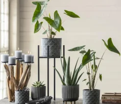 Dehner Calathea & Alocasia|Grünpflanzen > Pfeilblatt - Alocasia zebrina