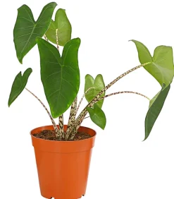 Dehner Pfeilblatt - Alocasia zebrina