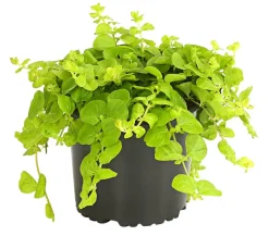 Herbstzauber Steingartenstauden > Pfennigkraut 'Goldilocks'