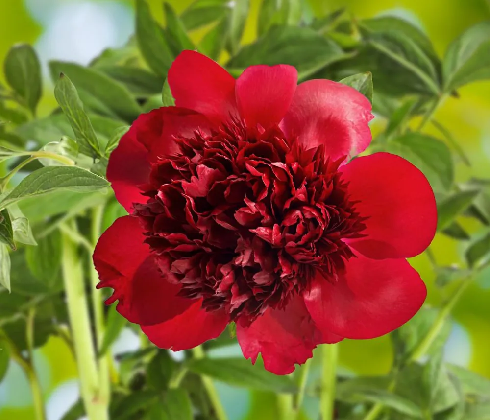 Dehner Sommerstauden > Pfingstrose 'Red Charm'