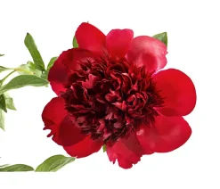 Dehner Sommerstauden > Pfingstrose 'Red Charm'