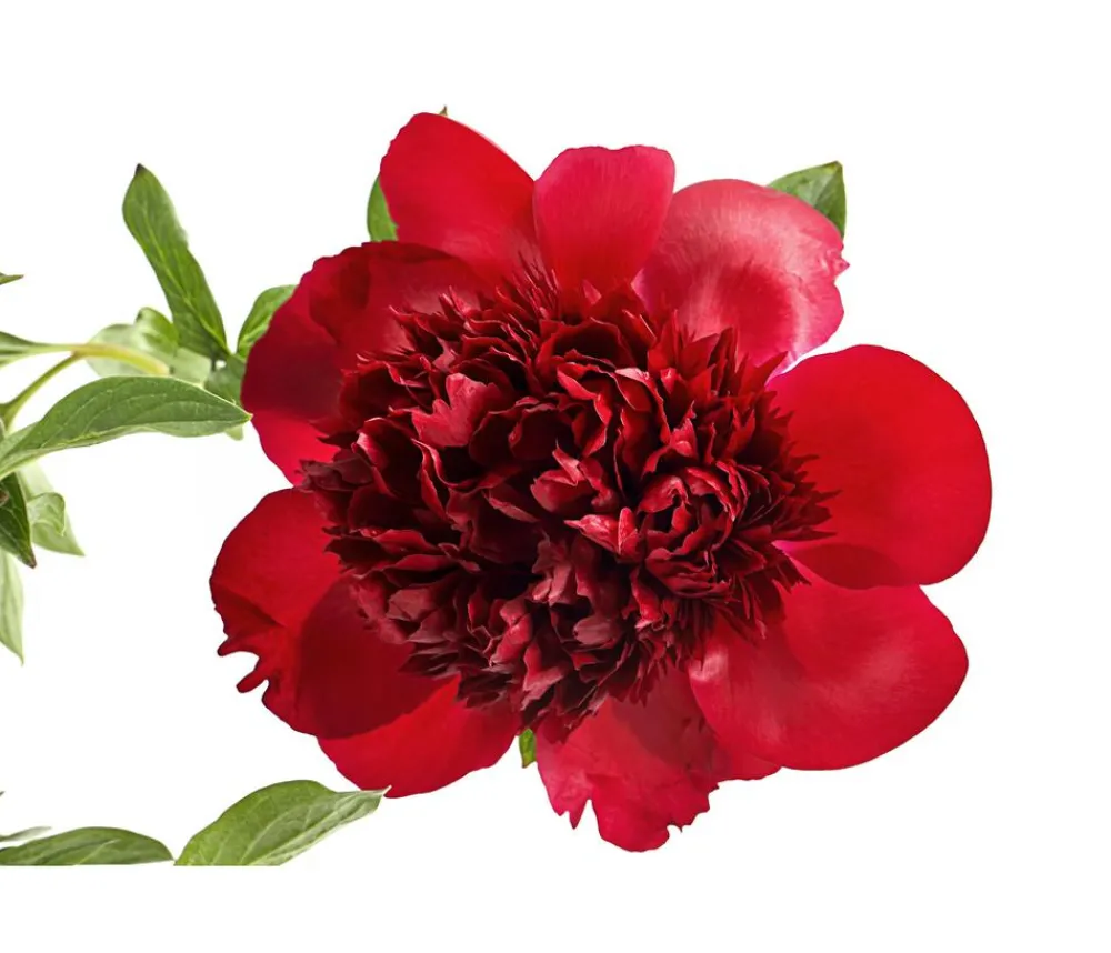 Dehner Sommerstauden > Pfingstrose 'Red Charm'