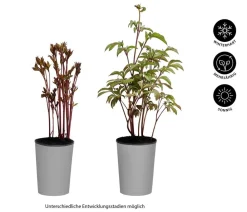 Dehner Sommerstauden > Pfingstrose 'Red Charm'