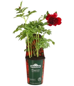 Dehner Sommerstauden > Pfingstrose 'Red Charm'