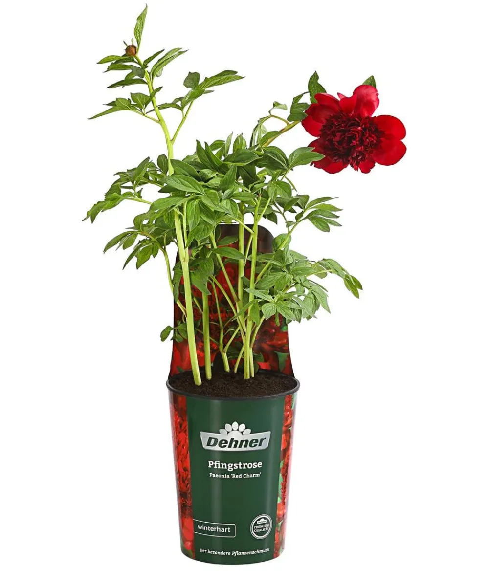 Dehner Sommerstauden > Pfingstrose 'Red Charm'